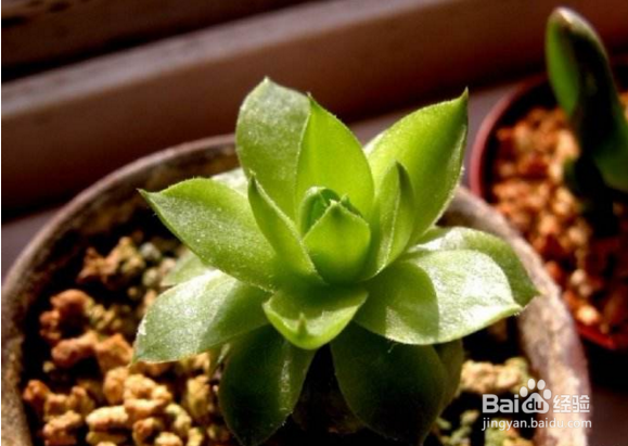 多肉植物养殖技巧