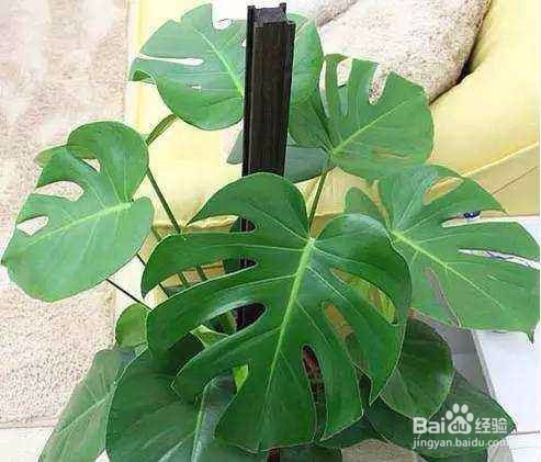 盆栽龟背竹的诀窍