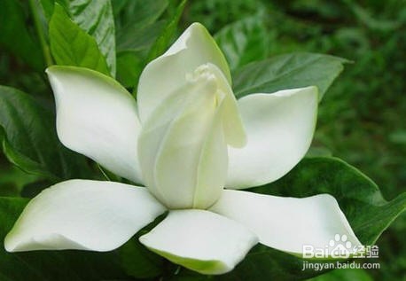 栀子花叶子被虫咬了怎么办