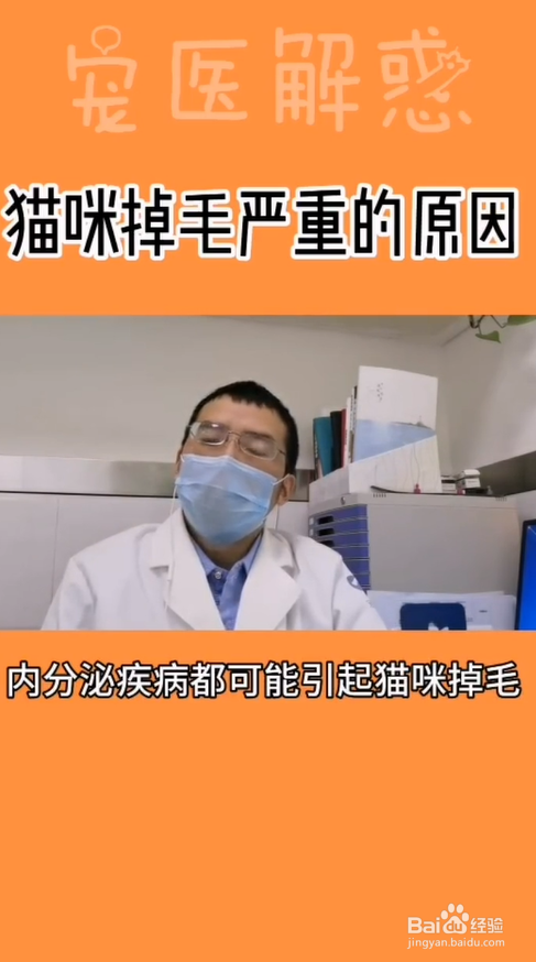 猫咪掉毛的原因有哪些