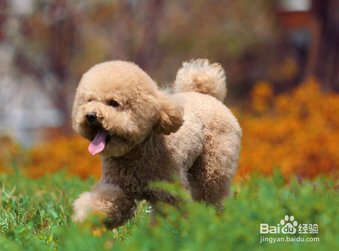 泰迪犬怎样训练