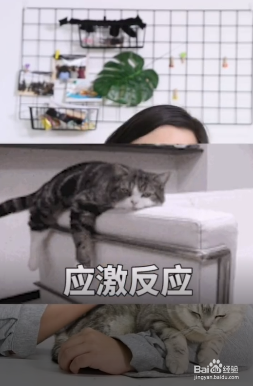 猫咪在什么情况下不能洗澡?