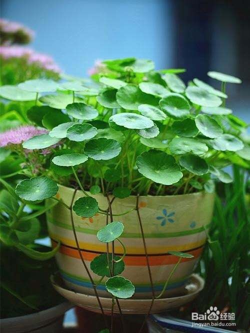 这几种植物,就算是忘记浇水都可以生长得很好