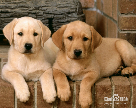 宠物美容行业怎么样