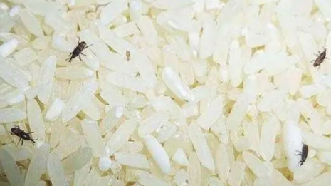 整袋大米生虫子处理小诀窍有哪些