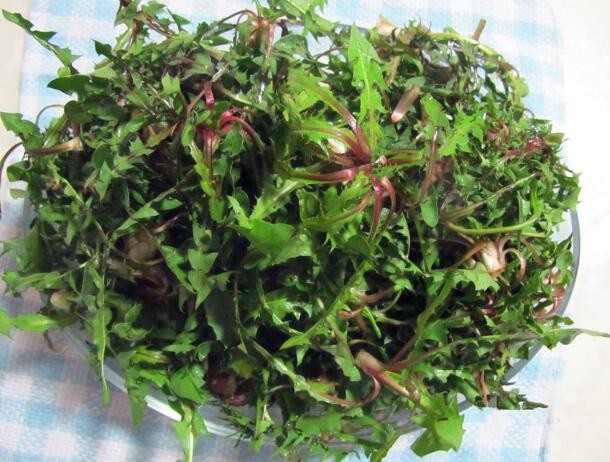 婆婆丁泡水能天天喝吗