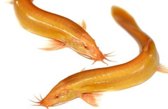 金龙鳅吃鱼食吗