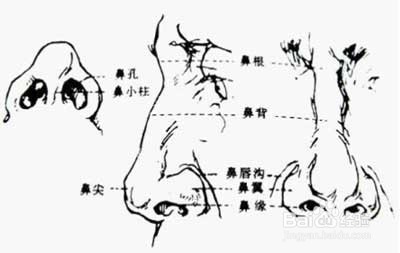 素描石膏像五官训练——鼻子的画法