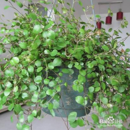 千叶吊兰叶子发黄掉落怎么办