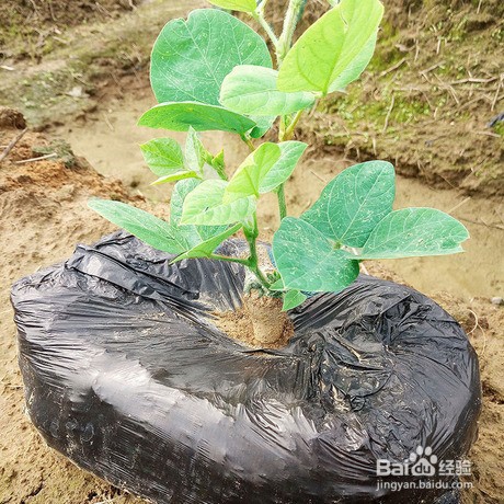 怎样识别野生葛根苗