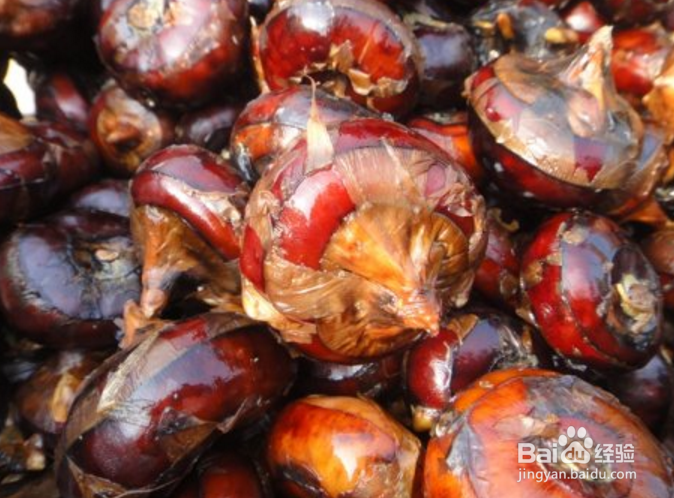 过年期间如何选购好吃的荸荠