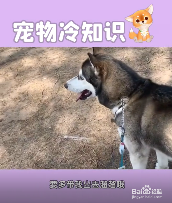 养哈士奇的注意事项