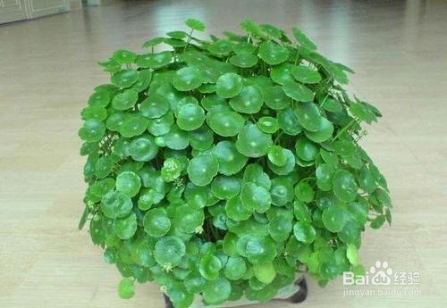 室外铜钱草怎么过冬