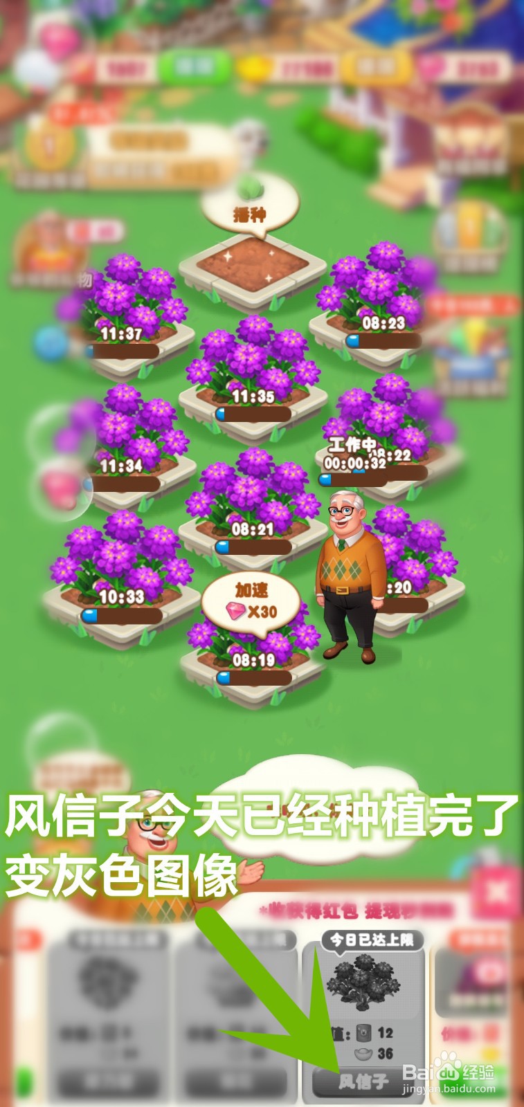 爷爷的花园怎么解锁高价值风信子