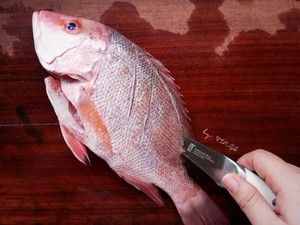 红鳍笛鲷做法（红鳍笛鲷怎么做好吃）[图]