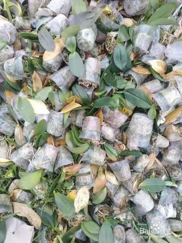 垃圾桶里一堆“贵货”花，丢人也要捡