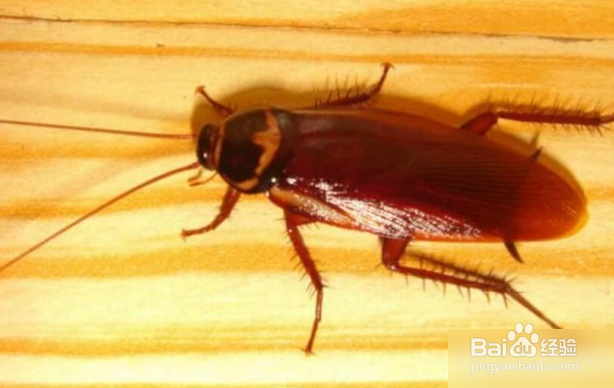 如何灭蟑螂最有效