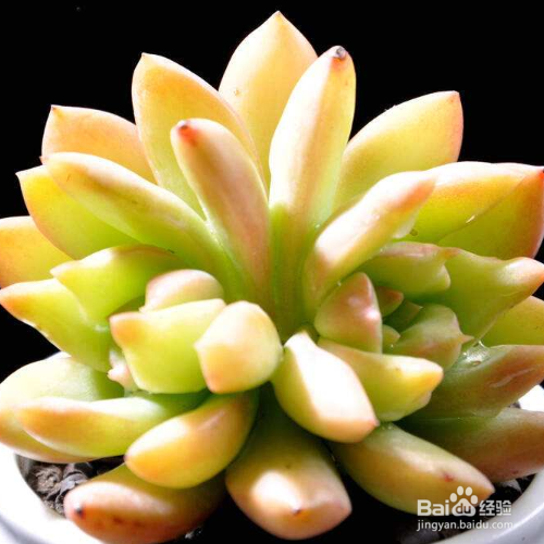 黄丽烂根原因及解决方法