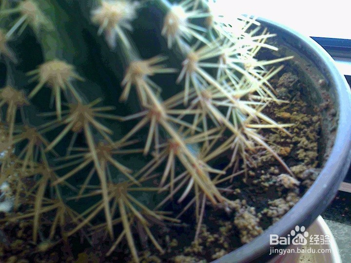 家养的盆栽仙人球怎样养护