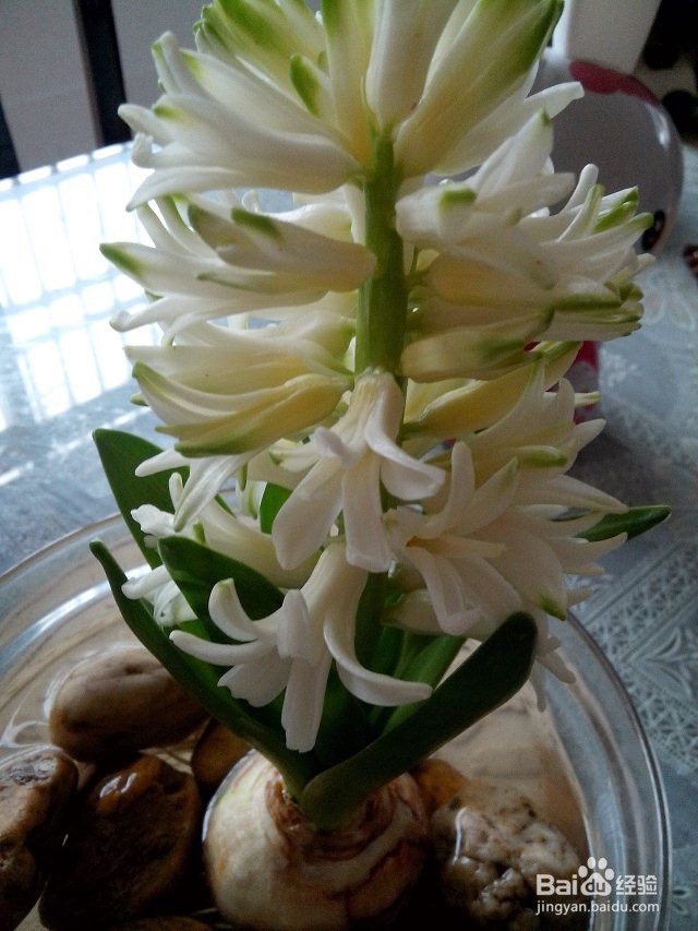 水培风信子——懒人也能让鲜花美美地盛开