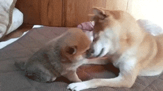 一寸短一寸痛，小短腿的汪搞笑到没有底线，腿到