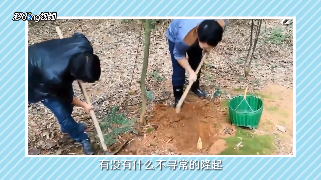 冬笋怎么挖？