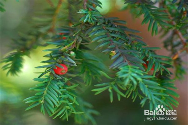 红豆杉的养殖方法和注意事项都有什么?