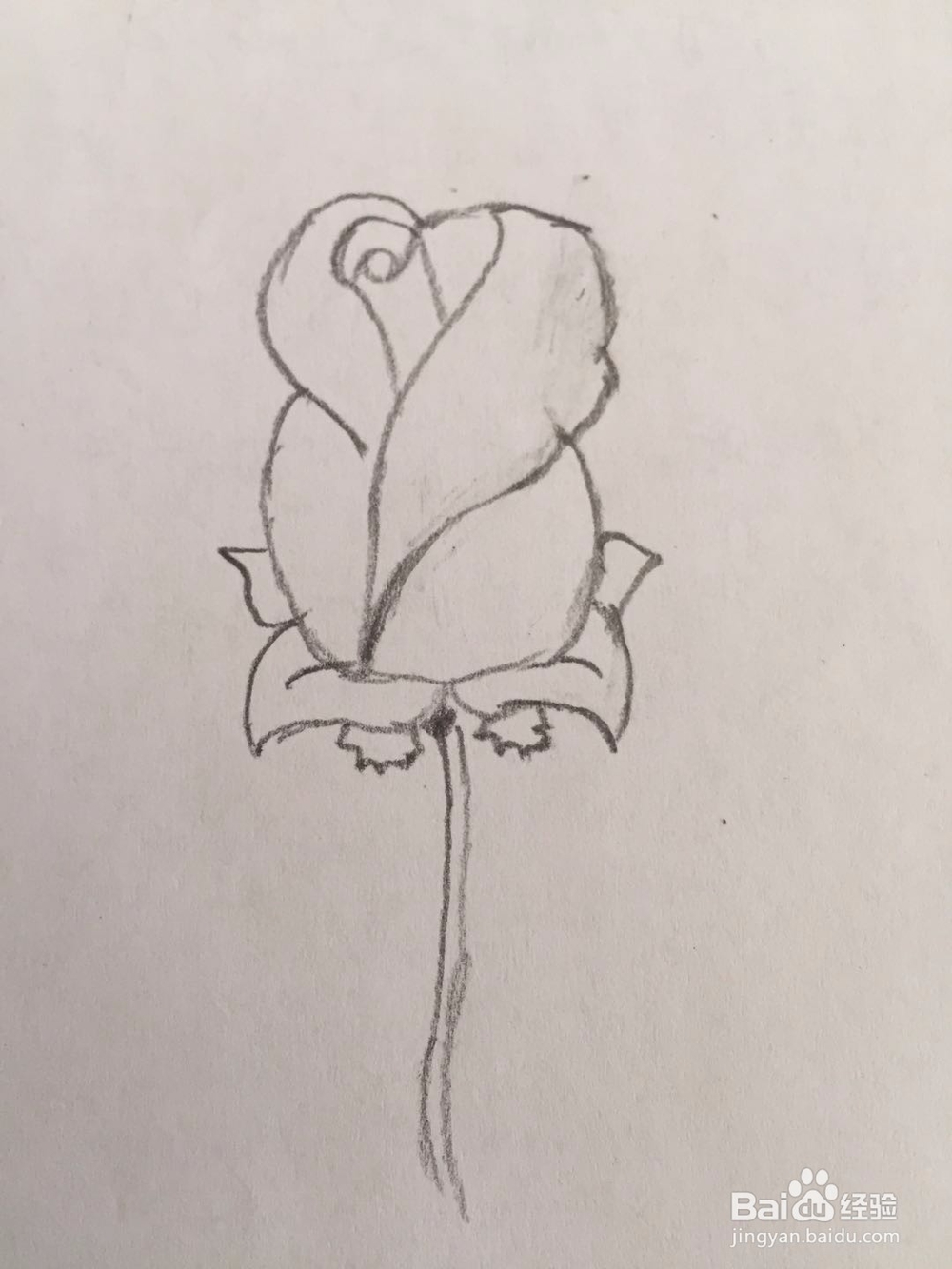 简笔画玫瑰花的画法