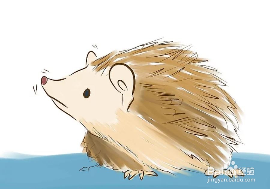 如何照顾一只刺猬
