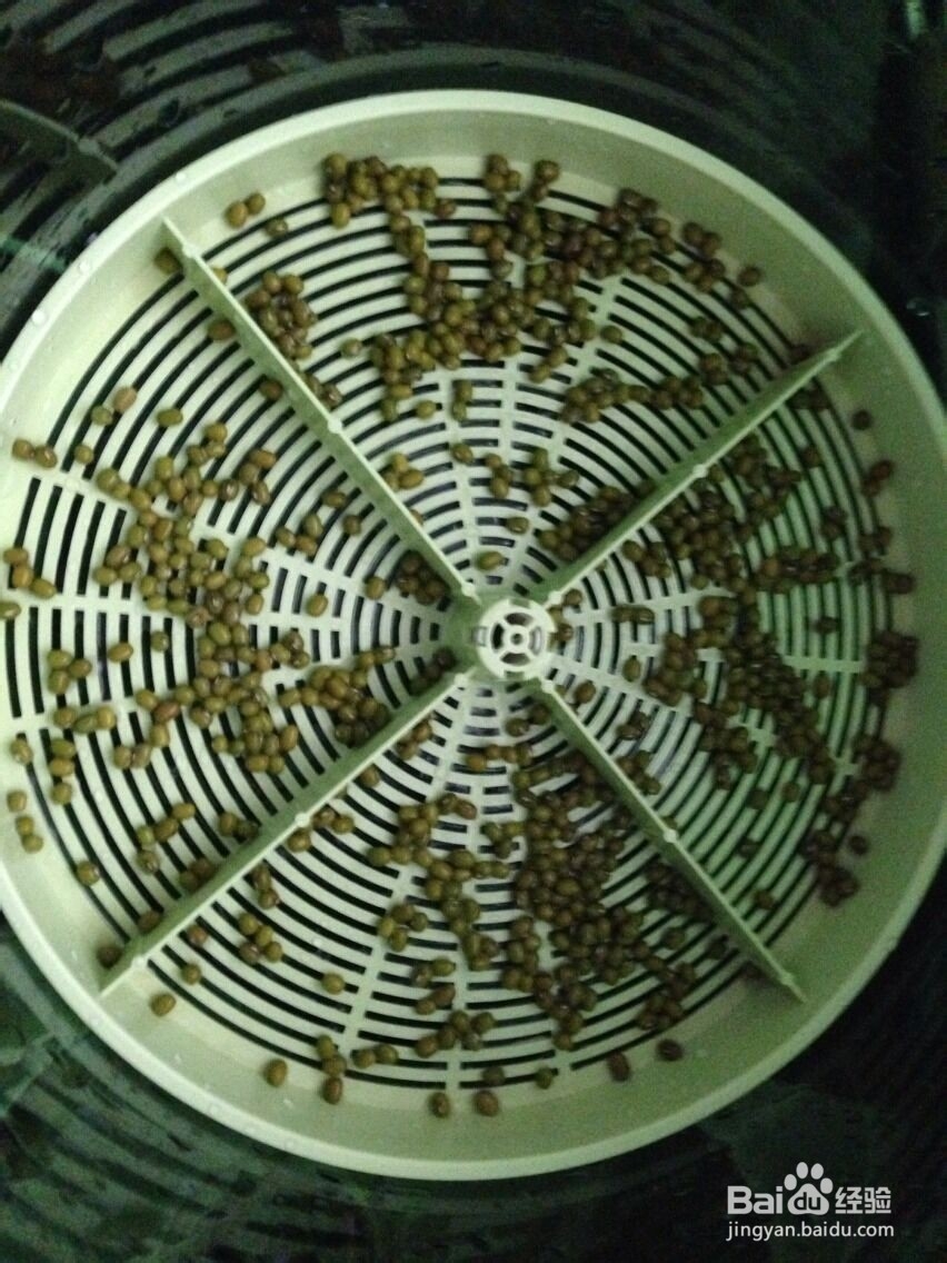 如何在家轻松发豆芽