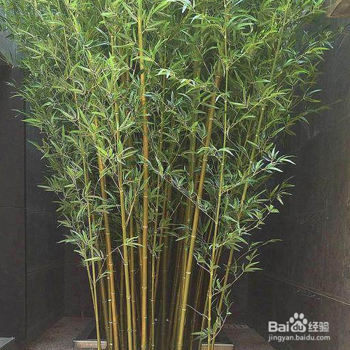家里养的竹子叶子发黄怎么办？