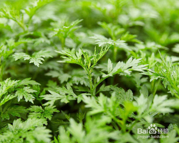 艾草除螨虫的使用方法