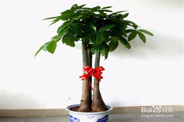 招财树的养殖方法和注意事项都有哪些？