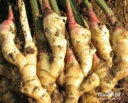 生姜的保存方法