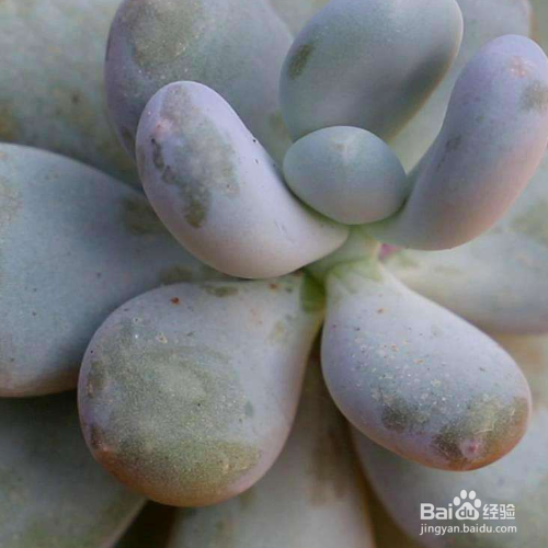 多肉秋天的养殖方法和注意事项