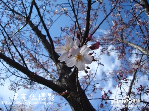 赏樱花——北京旅游攻略