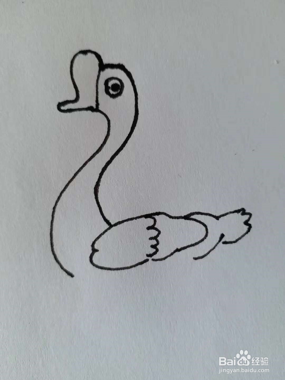 鹅的简笔画法《四》