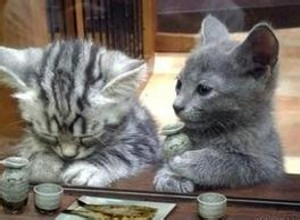 半月大的小猫小狗收养回家如何提高成活率?