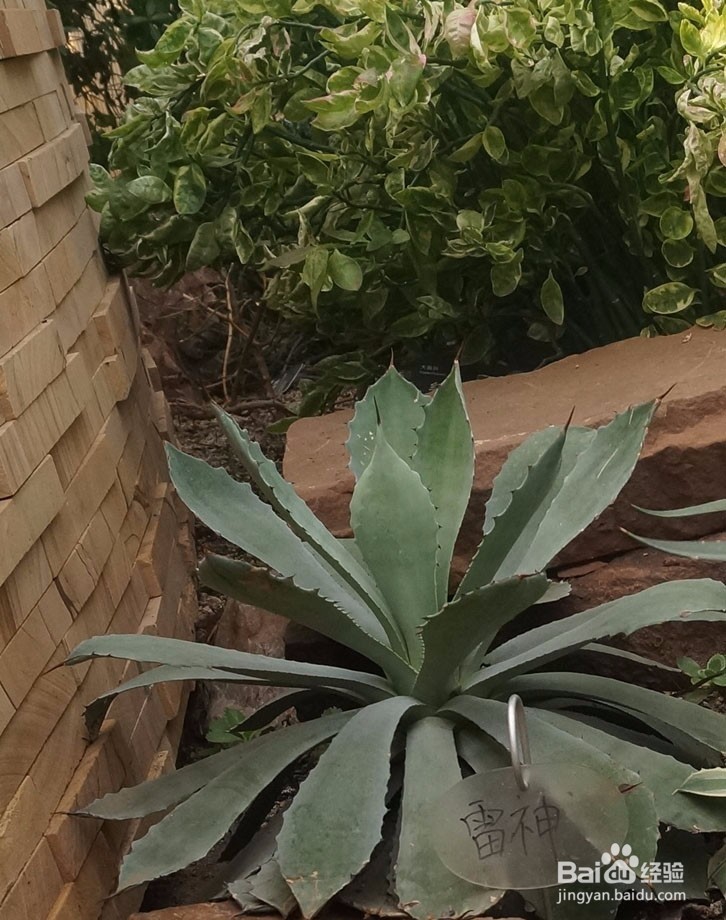 武汉植物园的小植物