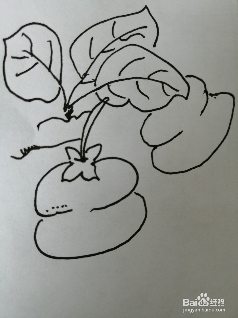 简笔画柿子怎么画