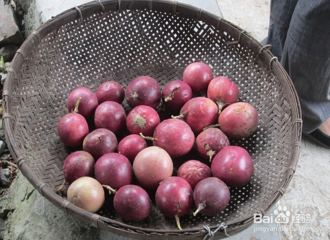 百香果如何保存