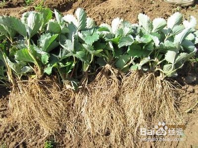 草莓育苗要注意什么？