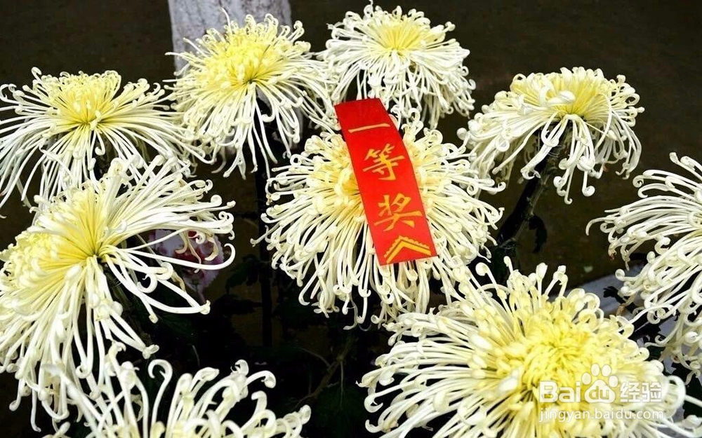 菊花优质品是什么特征?