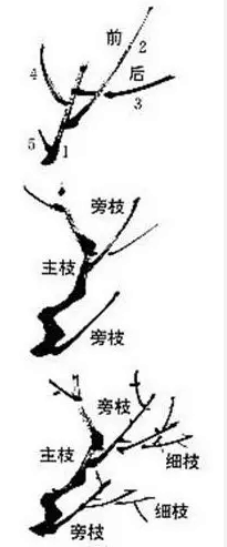 国画梅花的画法攻略