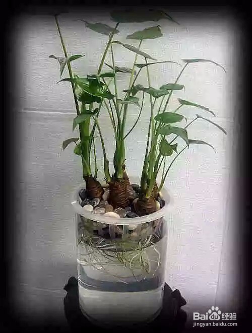 史上最吸毒的植物