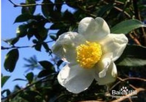 油茶籽油好处多多