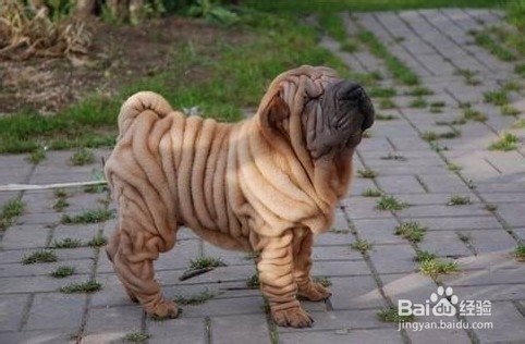 护理中国沙皮犬的常识