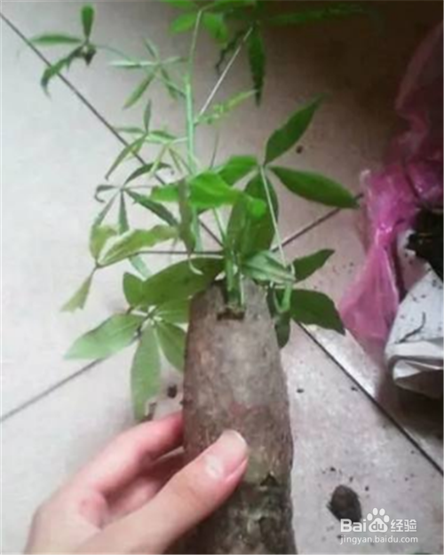 发财树的养殖方法和注意事项