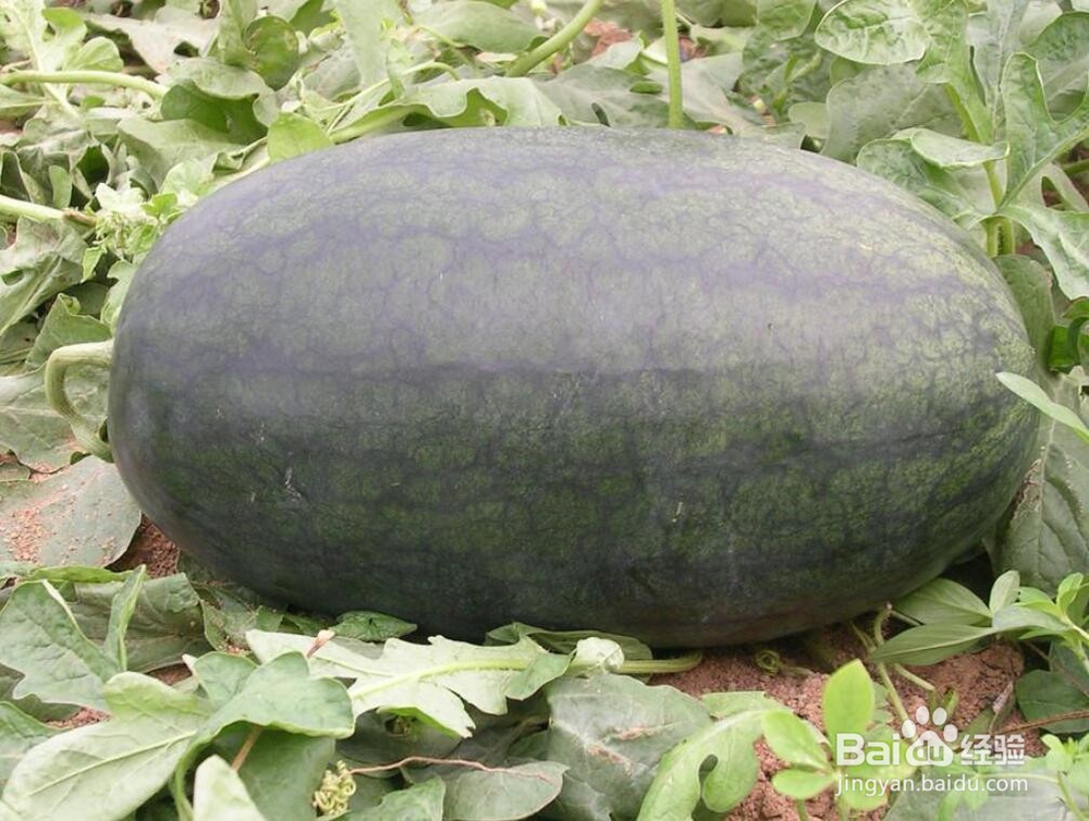 怎么挑选西瓜最甜最好吃