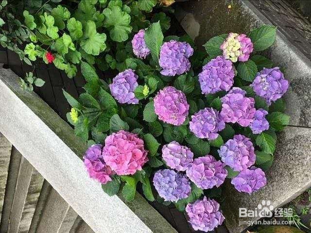 非常适合夏季扦插的花卉，生根快生长旺！